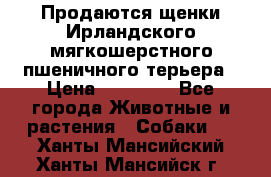 Продаются щенки Ирландского мягкошерстного пшеничного терьера › Цена ­ 30 000 - Все города Животные и растения » Собаки   . Ханты-Мансийский,Ханты-Мансийск г.